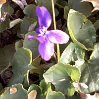 Fiołki wonne, wędrowniczki - dzikuski 