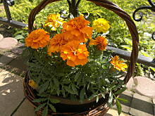 Fot. pwyso, doniczkowcy :)