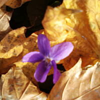 Fiołki wonne, wędrowniczki - dzikuski 