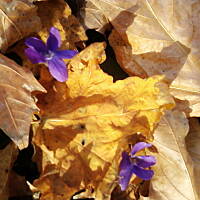 Fiołki wonne, wędrowniczki - dzikuski 