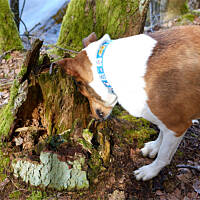 Morelek szuka wiosny (2016.04.03)