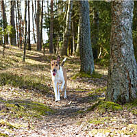 Morelek szuka wiosny (2016.04.03)