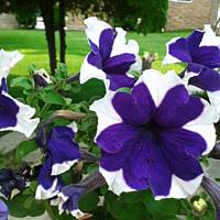 cz. I - Kolorowa Bułgaria kwieciem pachnąca ;)