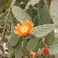 cz. I - Kolorowa Bułgaria kwieciem pachnąca ;)