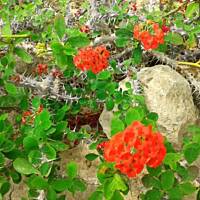 cz. I - Kolorowa Bułgaria kwieciem pachnąca ;)