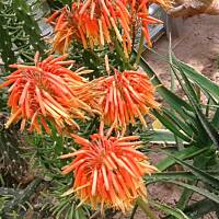 cz. I - Kolorowa Bułgaria kwieciem pachnąca ;)