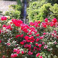 cz. I - Kolorowa Bułgaria kwieciem pachnąca ;)