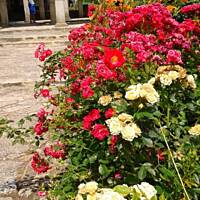 cz. I - Kolorowa Bułgaria kwieciem pachnąca ;)