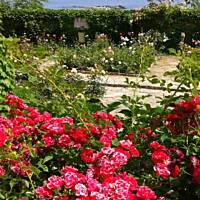 cz. I - Kolorowa Bułgaria kwieciem pachnąca ;)