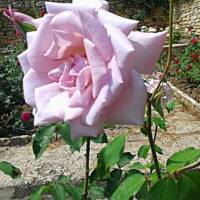 cz. I - Kolorowa Bułgaria kwieciem pachnąca ;)