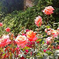 cz. I - Kolorowa Bułgaria kwieciem pachnąca ;)