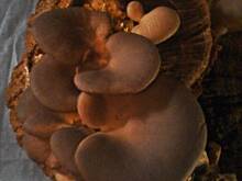 Fot. jolka60, "Dzikie" boczniaki.