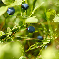 Czy zbieranie jagód może grozić śmiercią...