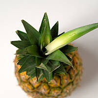 Kto powinien jeść ananasa?