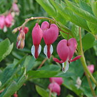 Sielsko, wiejsko i .. psiejsko 