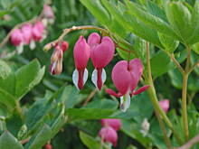 Fot. megi65, Sielsko, wiejsko i .. psiejsko 