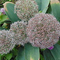 Sielsko, wiejsko i .. psiejsko 