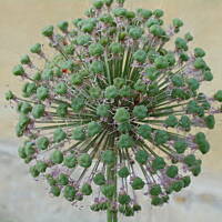 Sielsko, wiejsko i .. psiejsko 