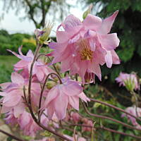 Sielsko, wiejsko i .. psiejsko 