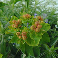 Sielsko, wiejsko i .. psiejsko 