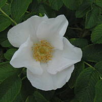 Sielsko, wiejsko i .. psiejsko 