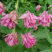 Sielsko, wiejsko i .. psiejsko 