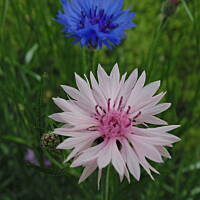 Sielsko, wiejsko i .. psiejsko 