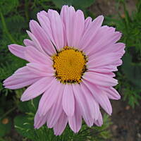 Sielsko, wiejsko i .. psiejsko 