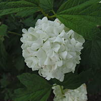 Sielsko, wiejsko i .. psiejsko 