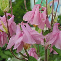 Sielsko, wiejsko i .. psiejsko 