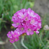 Sielsko, wiejsko i .. psiejsko 