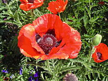 Fot. megi65, Czerwcowo 