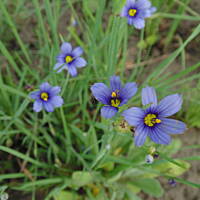 Sielsko, wiejsko i .. psiejsko 