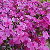 Sielsko, wiejsko i .. psiejsko 