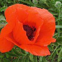 Sielsko, wiejsko i .. psiejsko 