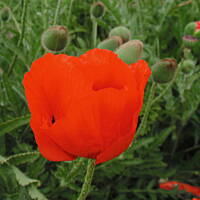 Sielsko, wiejsko i .. psiejsko 