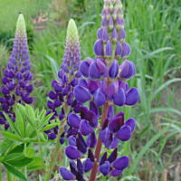 Sielsko, wiejsko i .. psiejsko 