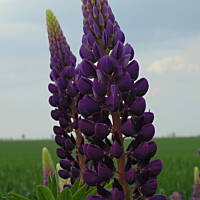 Sielsko, wiejsko i .. psiejsko 