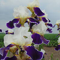 Sielsko, wiejsko i .. psiejsko 