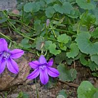 ogrodowo ... cz.5 (juź jesiennie)