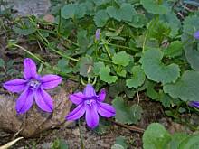 Fot. pwyso, ogrodowo ... cz.5 (juź jesiennie)