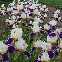 Sielsko, wiejsko i .. psiejsko 