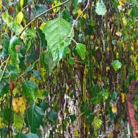 ogrodowo ... cz.5 (juź jesiennie)