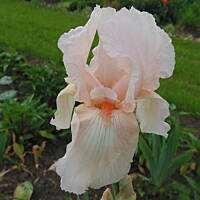 Sielsko, wiejsko i .. psiejsko 