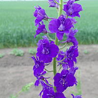 Sielsko, wiejsko i .. psiejsko 