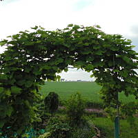 Sielsko, wiejsko i .. psiejsko 