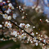 Kwitnąca dzika śliwka