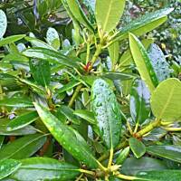 ogrodowo ... cz.5 (juź jesiennie)