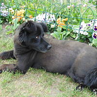 Sielsko, wiejsko i .. psiejsko 