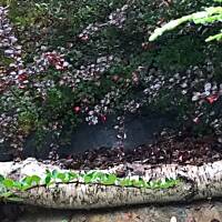 ogrodowo ... cz.5 (juź jesiennie)